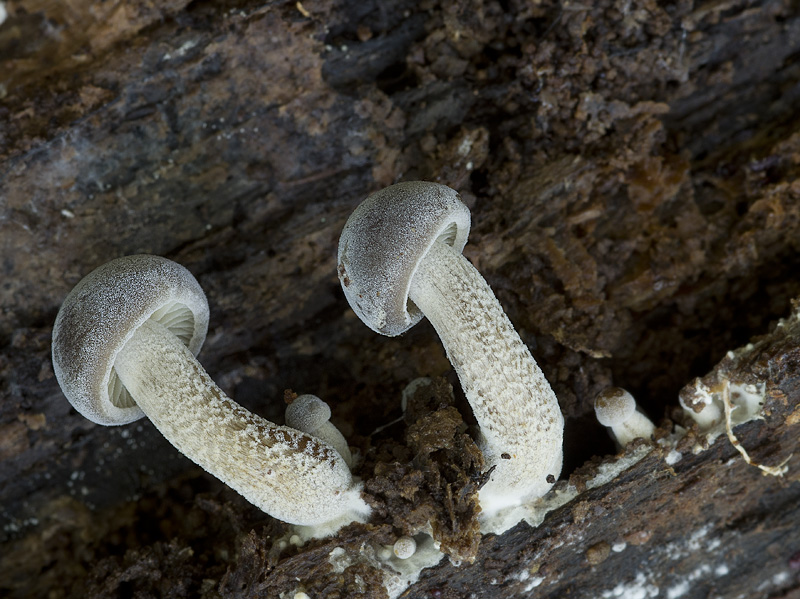 Agrocybe firma